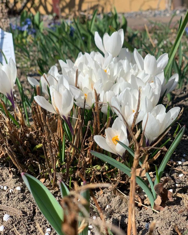 فيلا Agro Na Wapniarni Biala  المظهر الخارجي الصورة